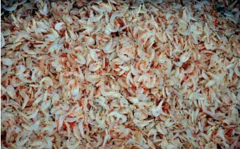 CrayFish Dried baby shrimps 60 gr